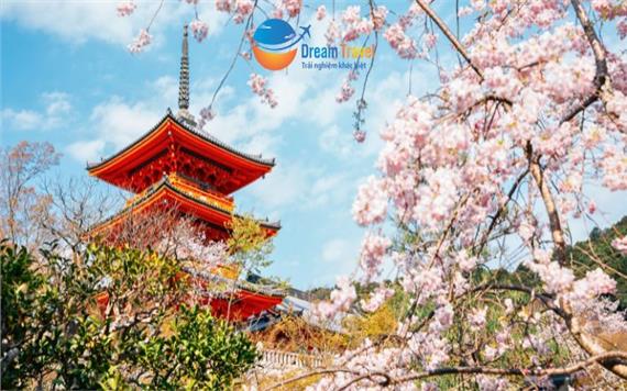 Tour Nhật Bản Mùa Hoa Anh Đào: Cung Đường Kyoto - Làng Chài Ine